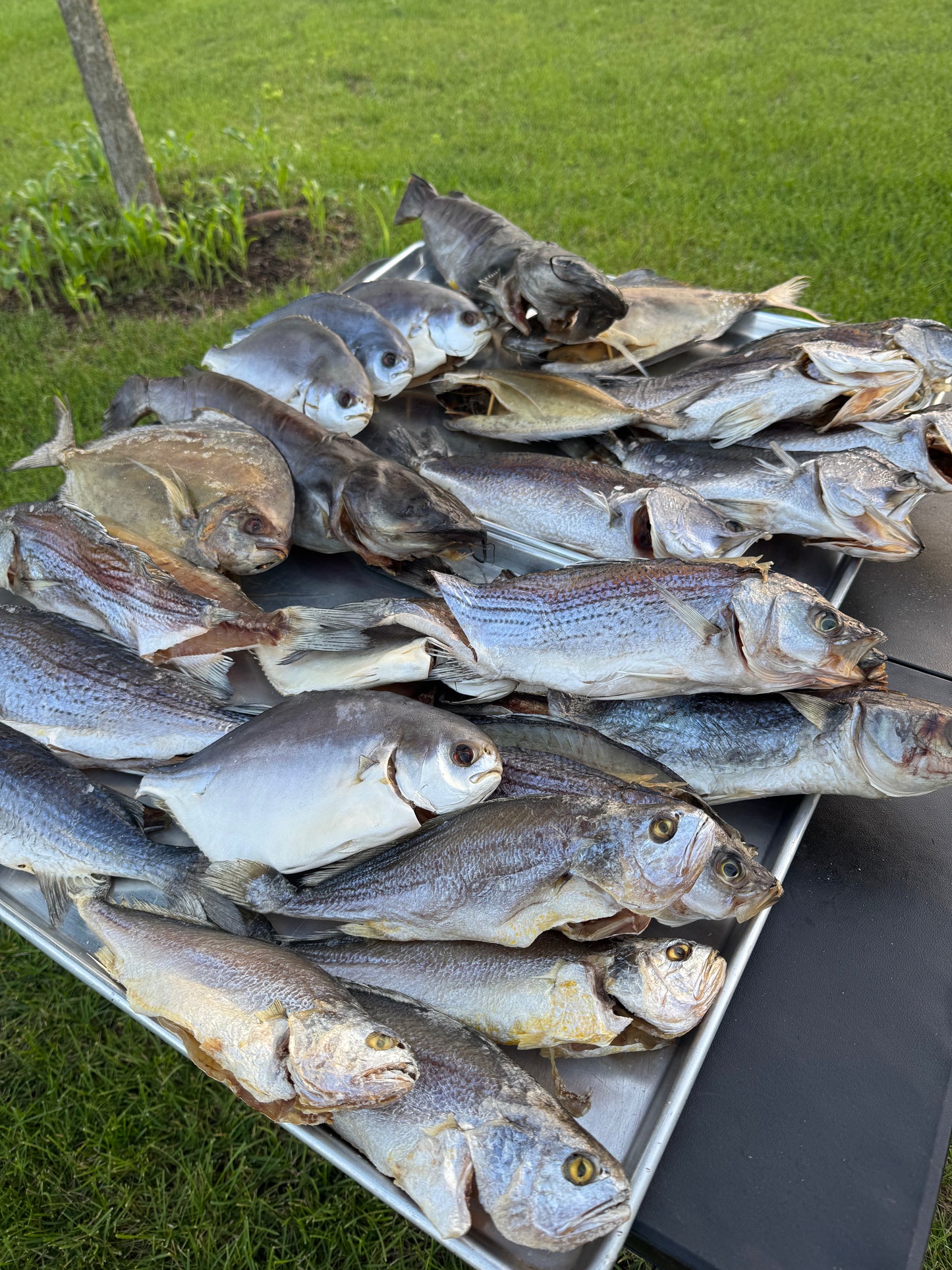 Air-Dried Yellow Croaker